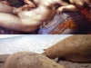 museummuseum-animals-combine-image-red-sea-lions