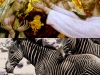 museummuseum-animals-combine-images-goldstripe